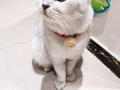 -藏猫猫咖啡主题馆(中央大道店)