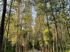 -合肥滨湖国家森林公园