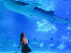 -烟台海昌鲸鲨海洋公园
