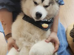 -Husky Go! 哈士奇体验馆·宠物咖啡厅狗咖