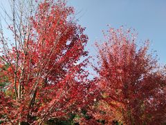 -南京枫彩漫城