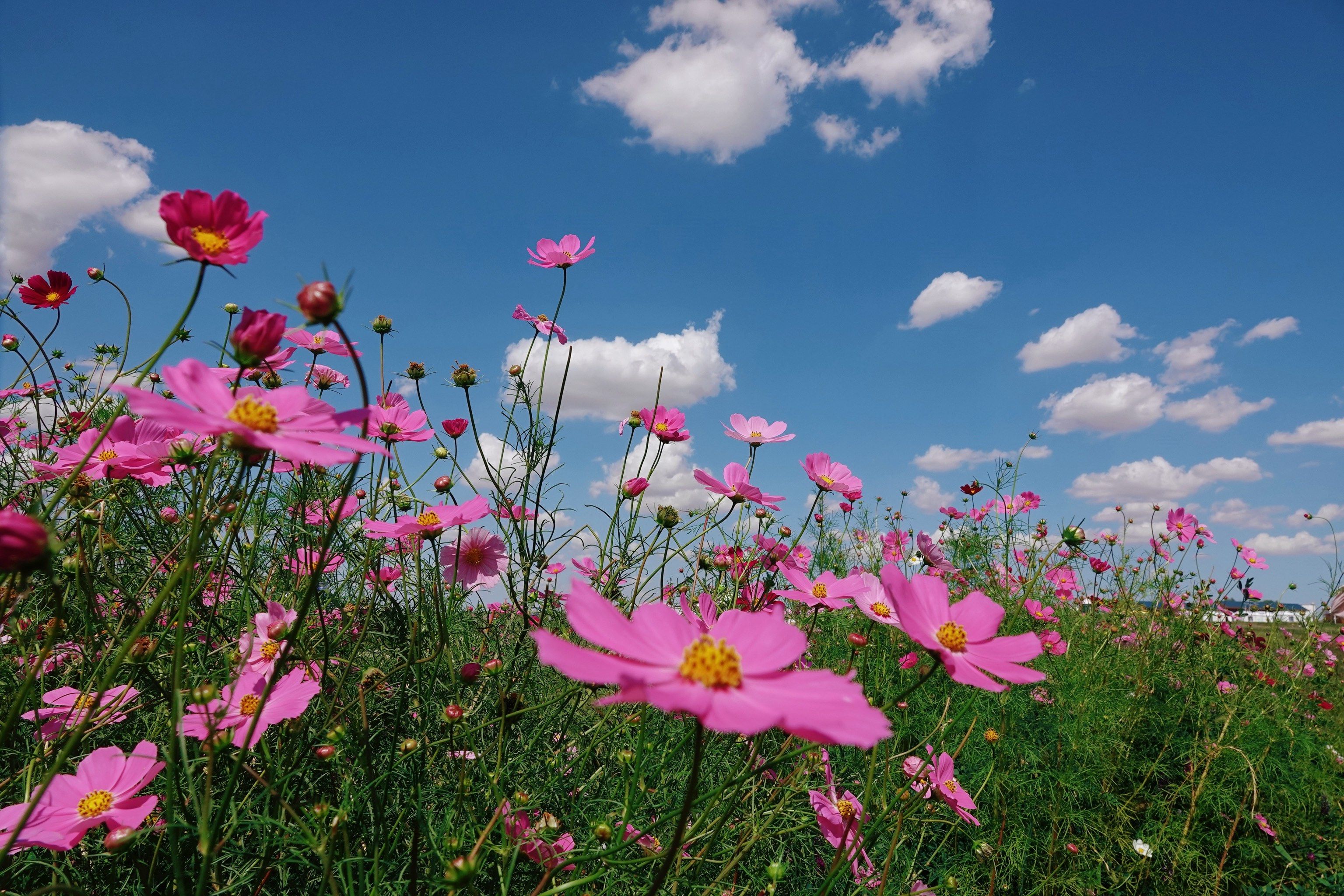 8月草原鲜花盛开,正是鄂尔多斯草原最美的