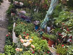 -曲阳花鸟市场(曲阳路店)