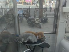 -芭比堂动物医院·心脏科·老年急重症·夜诊·吉雅分院