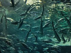 -上海海洋水族馆