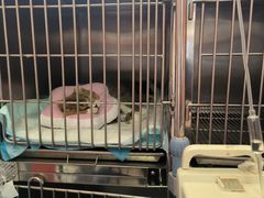 -瑞派福兴宠物医院犬猫全科·骨科·中西医结合(河东店)