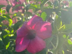 -孔雀湖生态旅游区