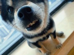 -柴犬小屋·柴餐厅·狗咖食堂(金鼎广场店)