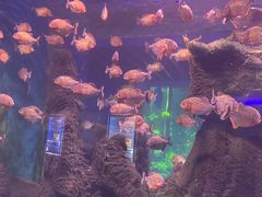 -石家庄海洋公园