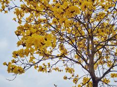 -露天矿生态公园