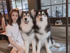 -Dog in Town Ekkamai