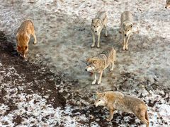 -沈阳森林动物园