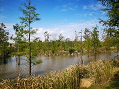 -上海长兴岛郊野公园