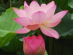 -荔湾湖公园