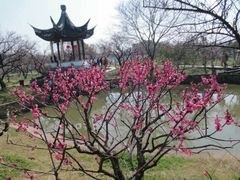 -林屋梅海青梅保护基地