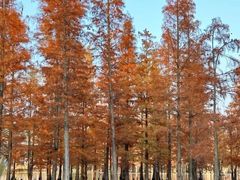 -白鹭湾湿地公园