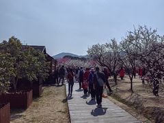 -香雪海