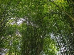 -凤栖山