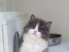 -lincat·猫舍(广州店)