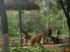 -北京野生动物园