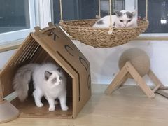 -Heymao猫咖.咖啡厅(东门店)