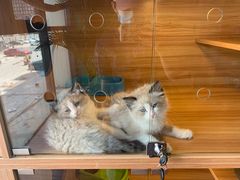 -猫十亿·布偶金渐层·曼基康矮脚猫舍(青年路店)