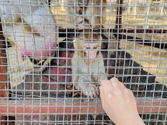 -武汉紫薇都市田园