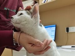 -瑞派康怡24h宠物医院·犬猫医疗中心·微创绝育(瑞景分院)