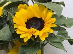 -亭亭鲜花店(中山北路店)