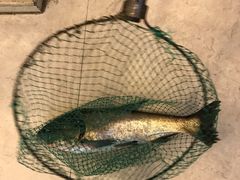 -北大荒淡水鱼馆(秀水广场店)