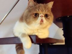 -米苏动物医院·犬猫专科·骨科外科内窥镜