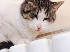 -新疆大盘鸡·十八年老店