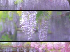 -嘉定紫藤园