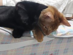 -汪喵宠物医院·骨科心脏影像·犬猫急重症ICU诊疗中心(成华分院)