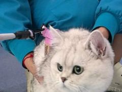 -佑安动物医院·全科·内窥镜中心(幸福巷店)