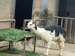 -昆明动物园