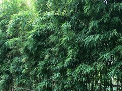 -虹之森·小馆