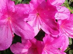 -上海植物园·停车场