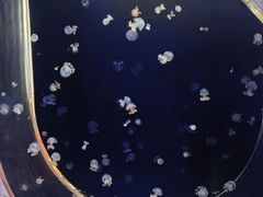 -嘉兴海底世界