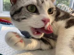 -美联众合动物医院(·中兽医·疑难杂症·严家桥分院)