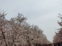 -天王浮山樱花园
