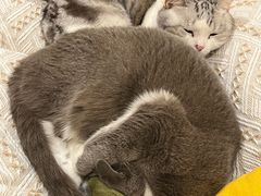 -爱诺耐芙动物医院(万博店)