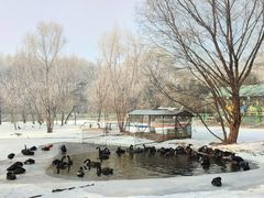 -长白岛森林公园