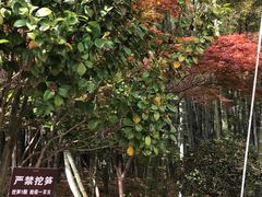 -宜兴龙背山森林公园