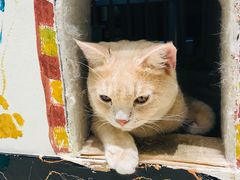 -藏猫猫咖啡主题馆(中央大道店)
