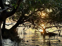 -宝安西湾红树林湿地公园