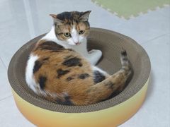 -东方体育中心(地铁站)