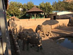 -西霞口神雕山野生动物世界