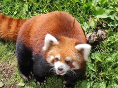 -沈阳森林动物园