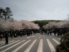 -武汉大学-樱园
